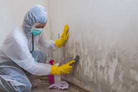 Agoura Hills, CA Mold Removal & Remediation Company